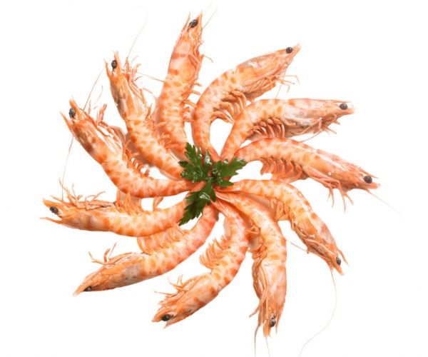 Langostino Tigre 